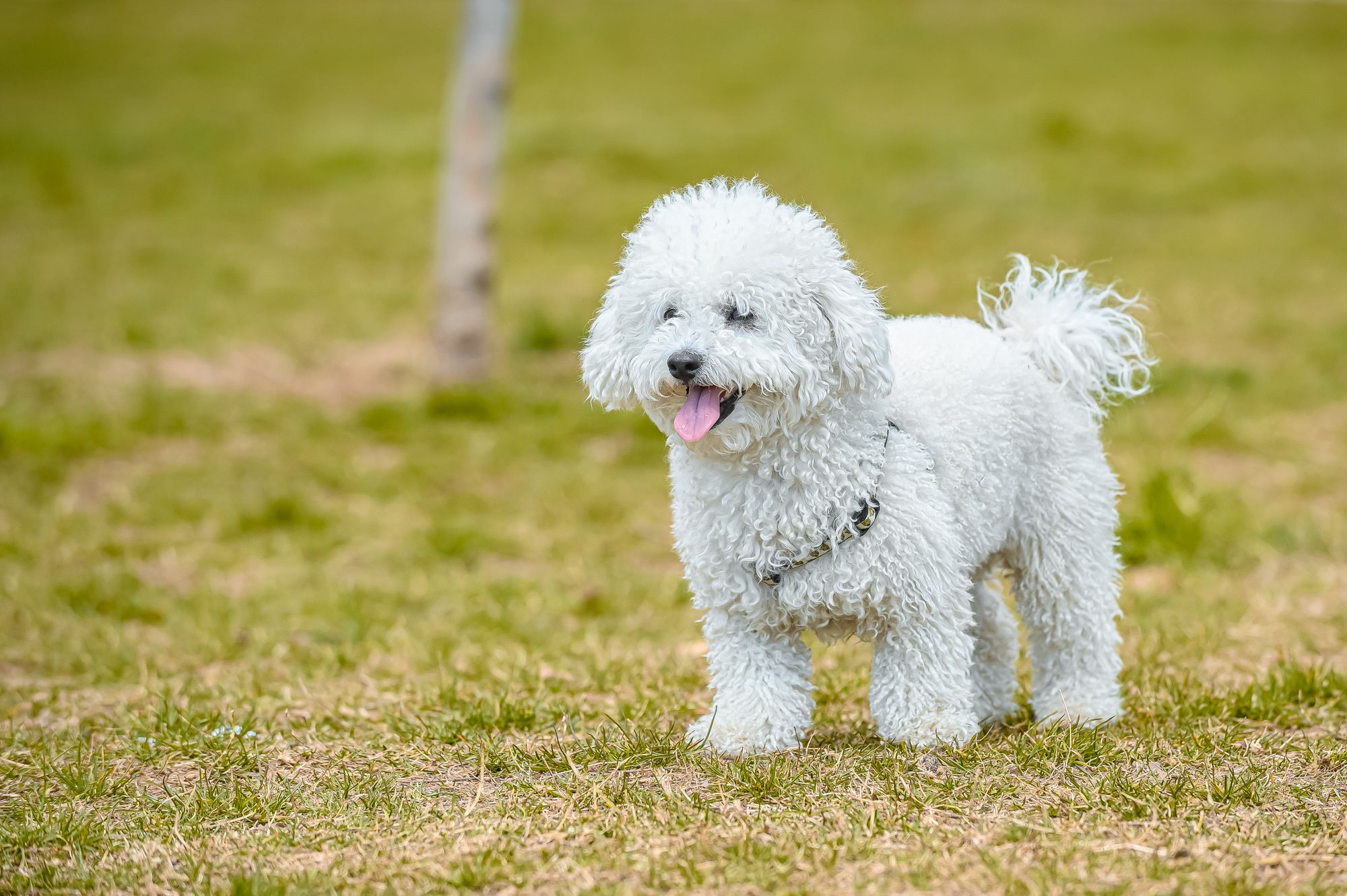 Caniche après toilettage, poil démêlé, gonflé et brillant