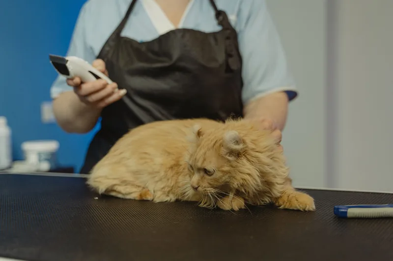 Chat roux à poil long toiletté aux ciseaux par une professionnelle