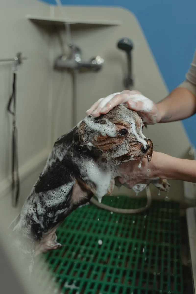 Chien savonné et rincé dans le bac de toilettage, séance de bain professionnel