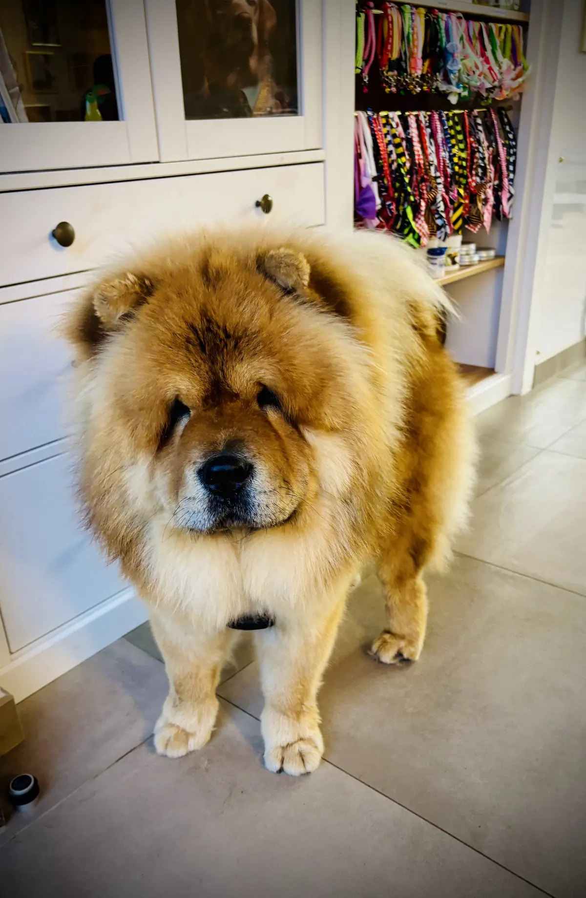 Chow-chow au poil fauve gonflé après son toilettage, dans le salon Ang-Ram