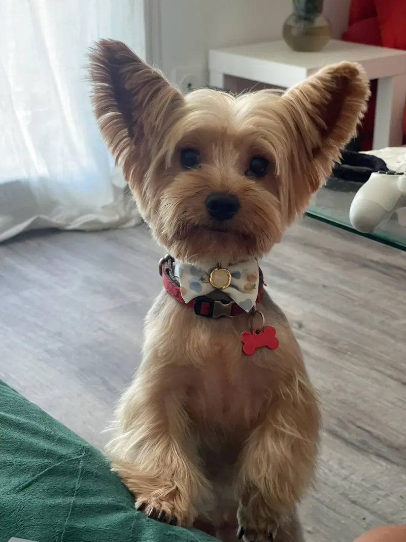 Yorkshire terrier après une coupe aux ciseaux, poil égalisé sur le corps et les pattes