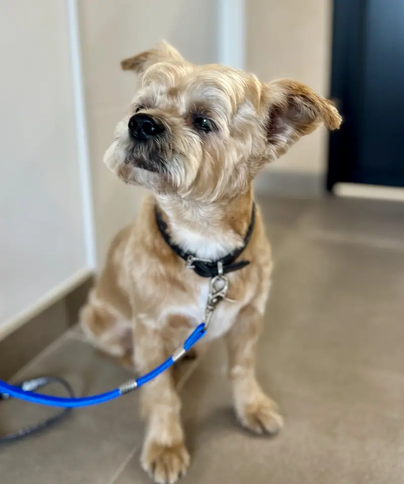 Petit chien de type terrier toiletté, tête dégagée et poil court sur le corps